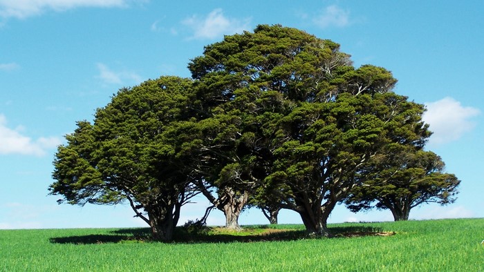 Group of trees on a grassy hill under a blue sky