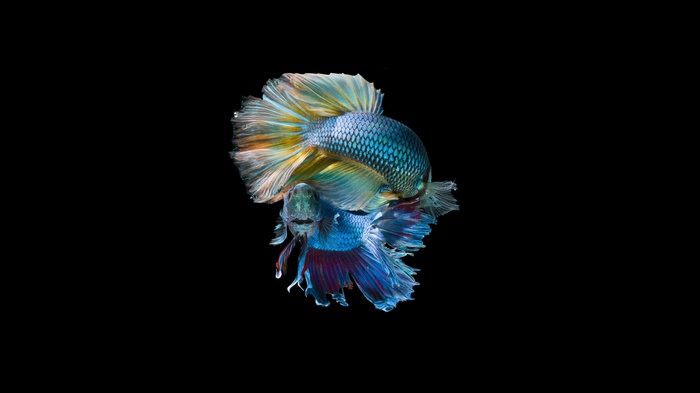 Two Betta fish with flowing fins against a black background