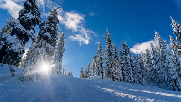 4K Winter Landscape with Snow-Covered Trees