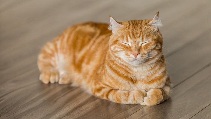 Orange tabby cat resting on wooden floor