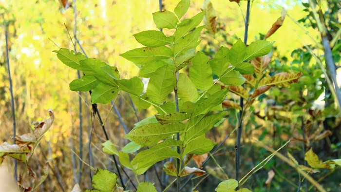 Green leaves on a branch in autumn