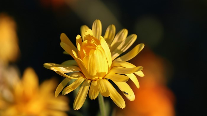 Yellow flower with a small insect