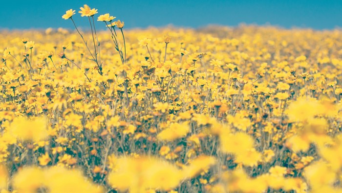 4K Landscape of Yellow Wildflowers