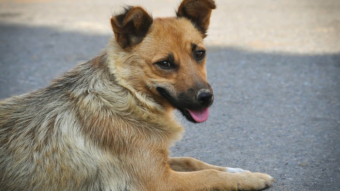 A brown dog lying on the ground