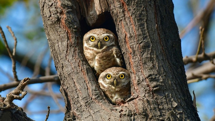 Two spotted owlets in a tree hollow