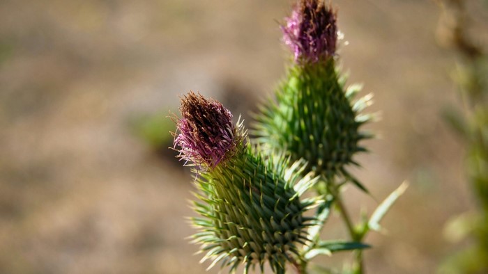 Two thistle flowers with purple tops and green spiky buds
