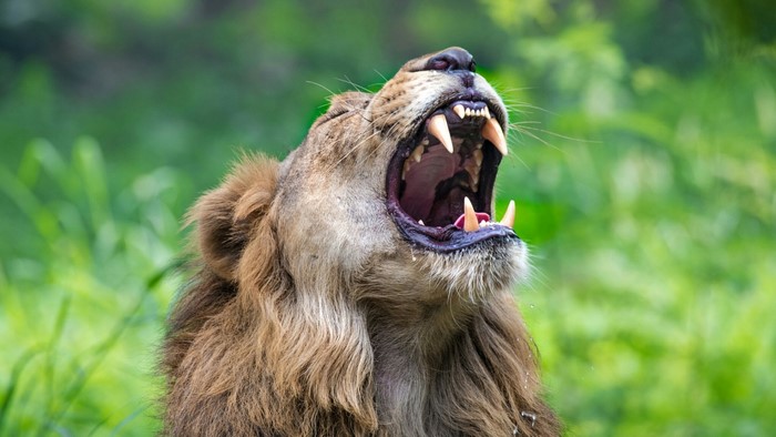 Lion roaring with mouth open
