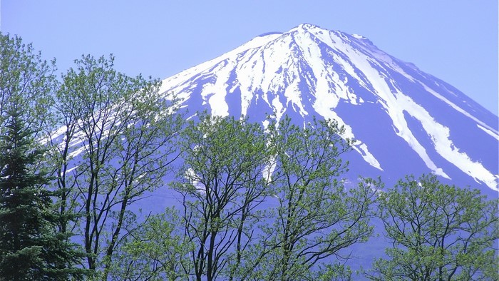 Mount Fuji with trees in foreground