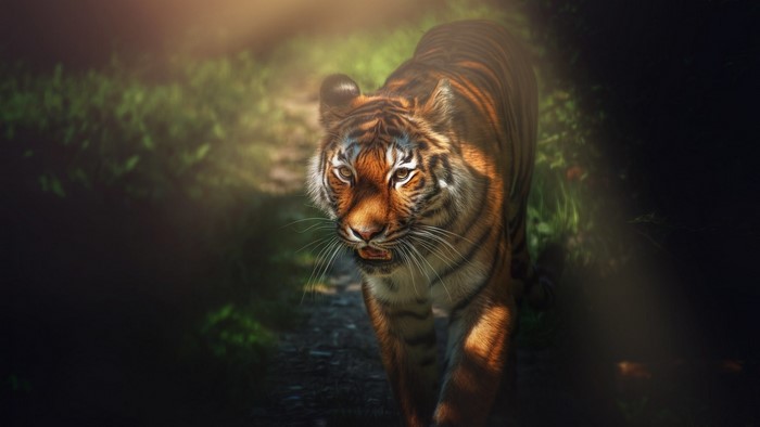 Tiger walking on a path in a forest