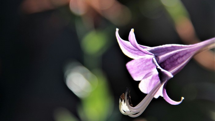 Purple flower with striped petals