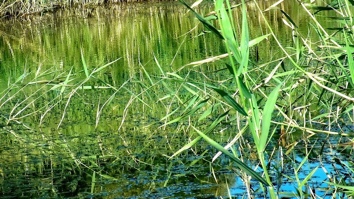 Reeds reflected in water