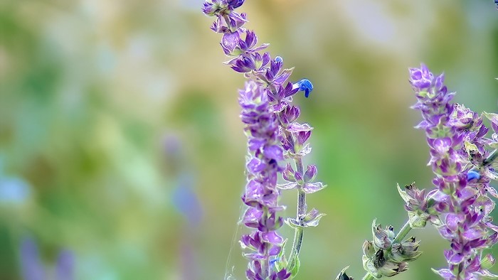 Purple flowers with green background