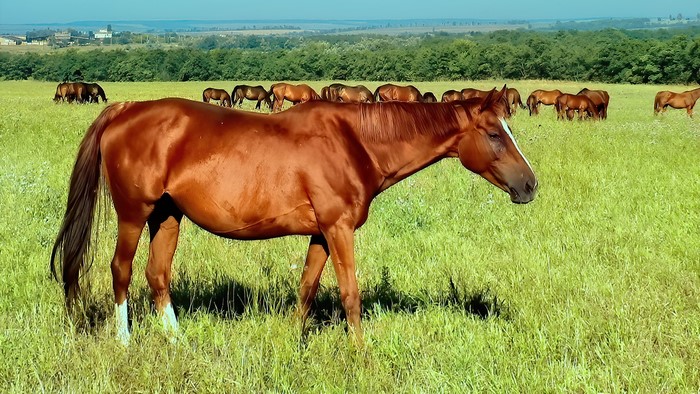 Brown horse in a grassy field with other horses
