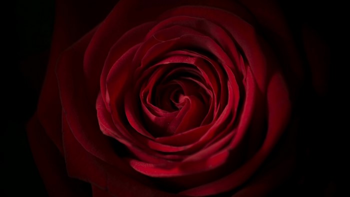 Close-up of a red rose