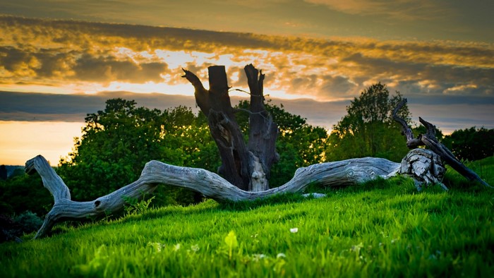 Fallen tree on a grassy hill at sunset