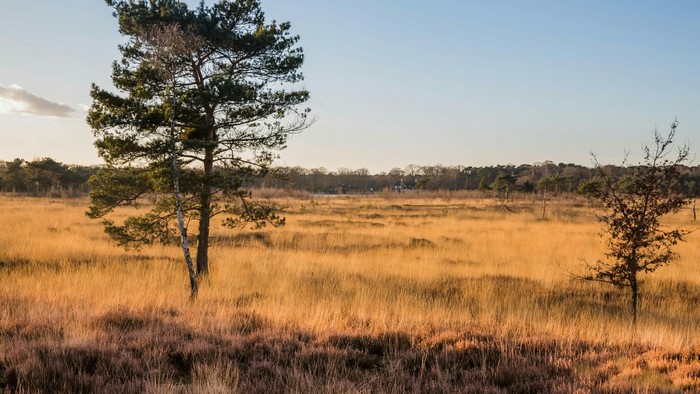 Golden field with trees at sunset