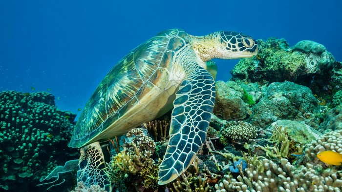 Green sea turtle swimming near coral reef