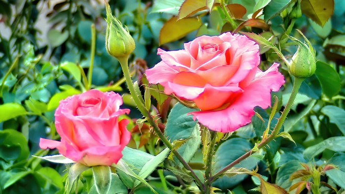 Pink roses and buds in a garden