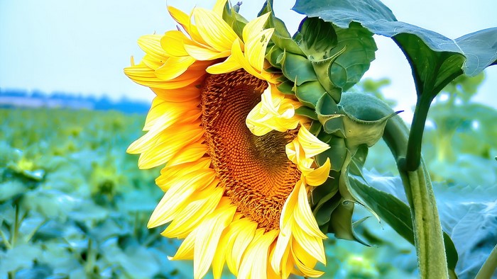 Close-up of a Sunflower in a Field