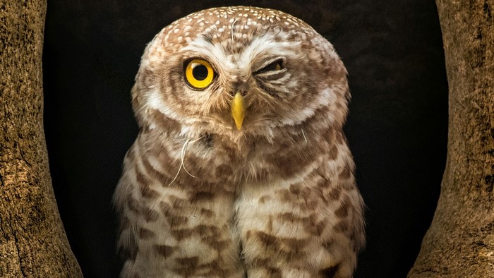 Spotted owl winking in a tree hollow