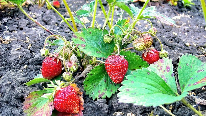Strawberry plant with ripe and unripe fruit