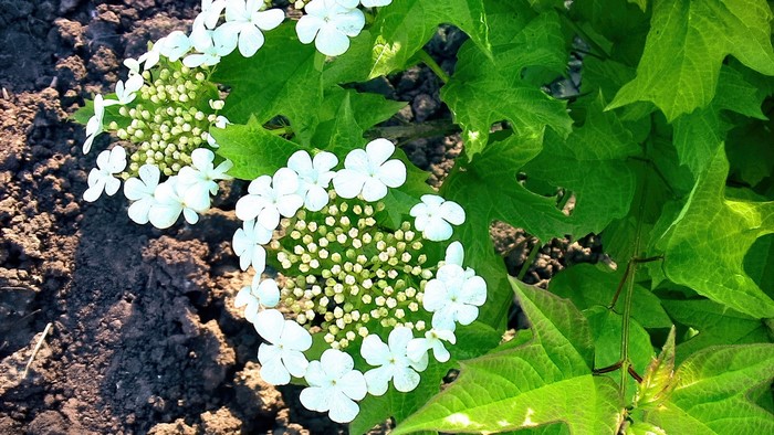 White flowers and green leaves on soil