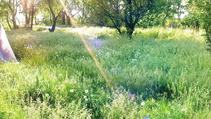 Sunlight Ray Through Green Meadow