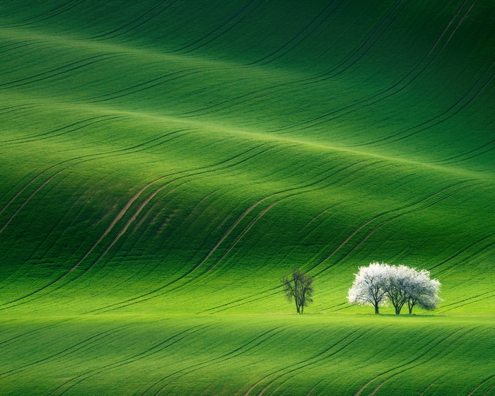 Landscape, Grassland, Huawei MediaPad M5, Green, Stock