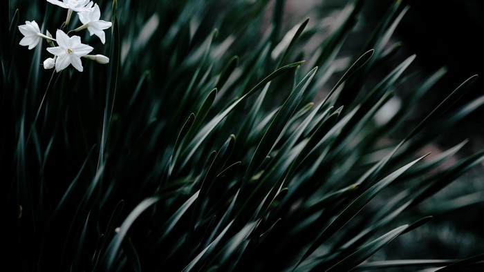 White flowers and dark green grass
