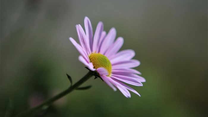 Purple Daisy Flower