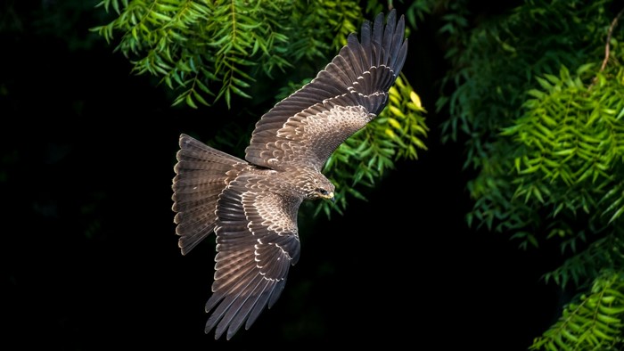 Black Kite in flight against dark background with green foliage