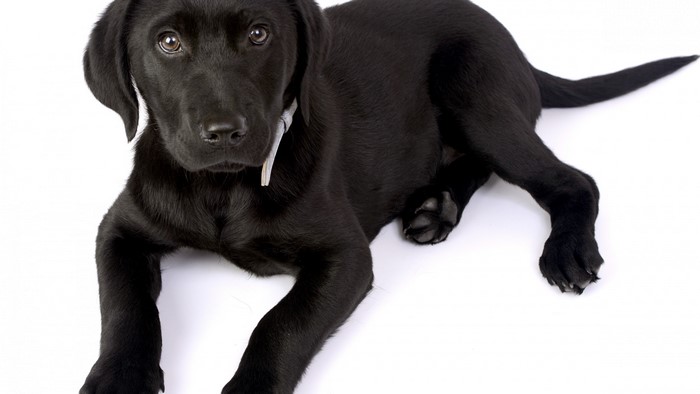 Black Labrador puppy on white background