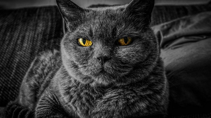 4K British Shorthair Cat
