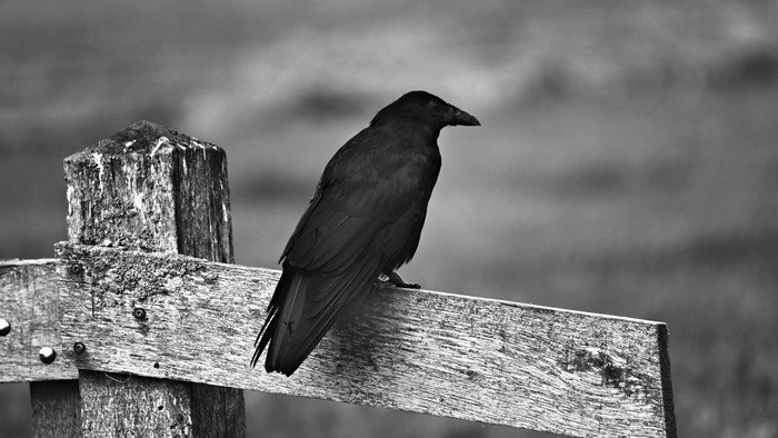 4K Crow on a Wooden Fence Post
