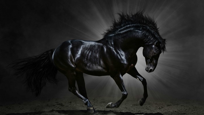 4K Black Horse Galloping