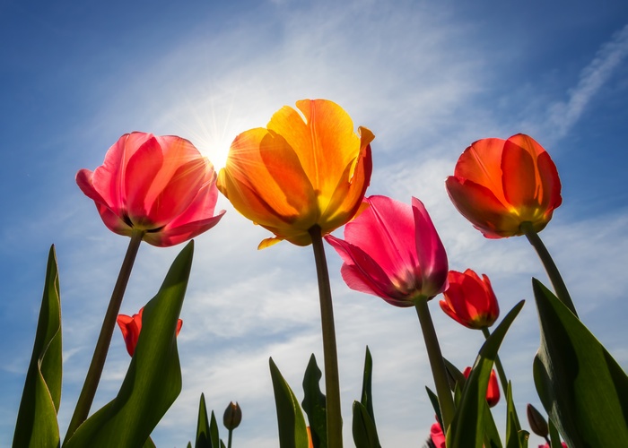 Tulips Blooming on a Sunny Spring Day