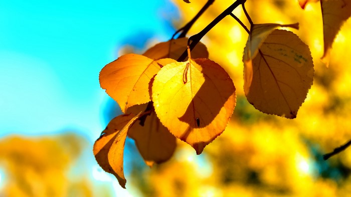 4K Golden autumn leaves