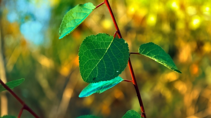 Green leaf on a branch