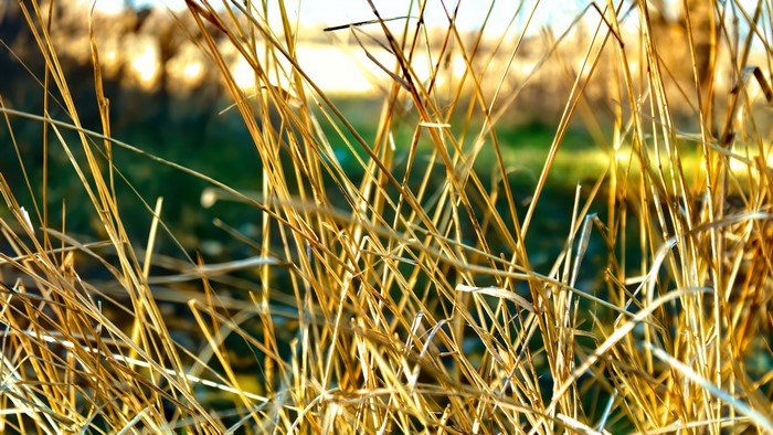 4K Dry Straws Close-up