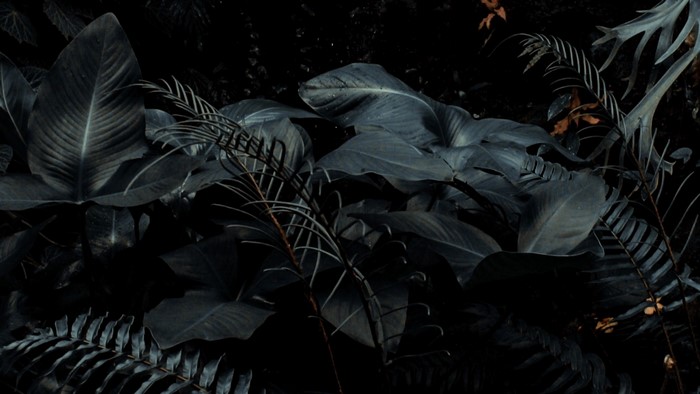 Dark Tropical Plants with Ferns