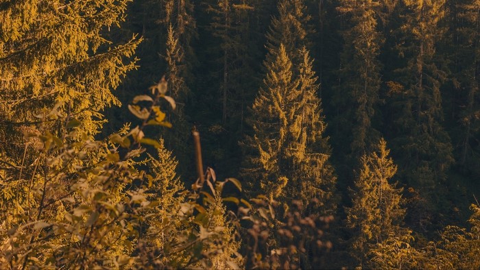 Sunlit forest with tall evergreen trees