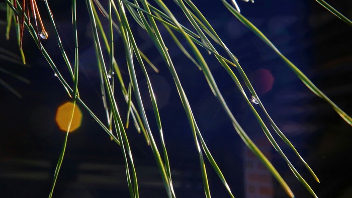 Close-up of pine needles with water droplets