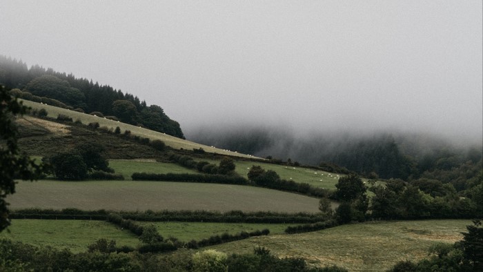 Misty hills with sheep grazing