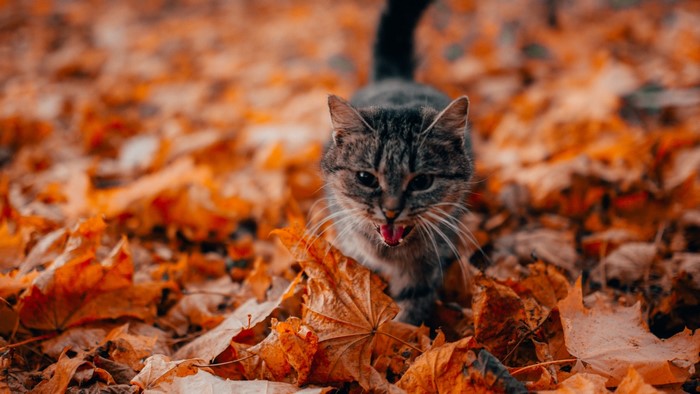 Tabby cat in autumn leaves