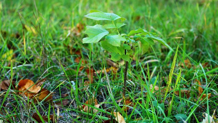 Young tree in grass with fallen leaves