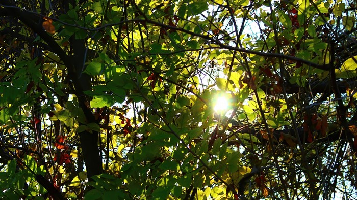 Sunbeams through autumn leaves