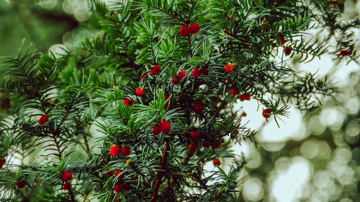 Yew tree branches with red berries