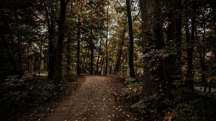 A path through a dark forest in autumn