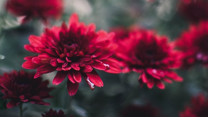Close-up of red chrysanthemums with water droplets