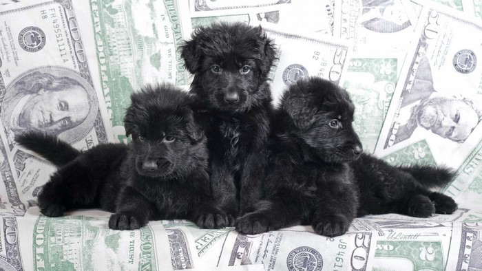 Three black puppies on US dollar bills